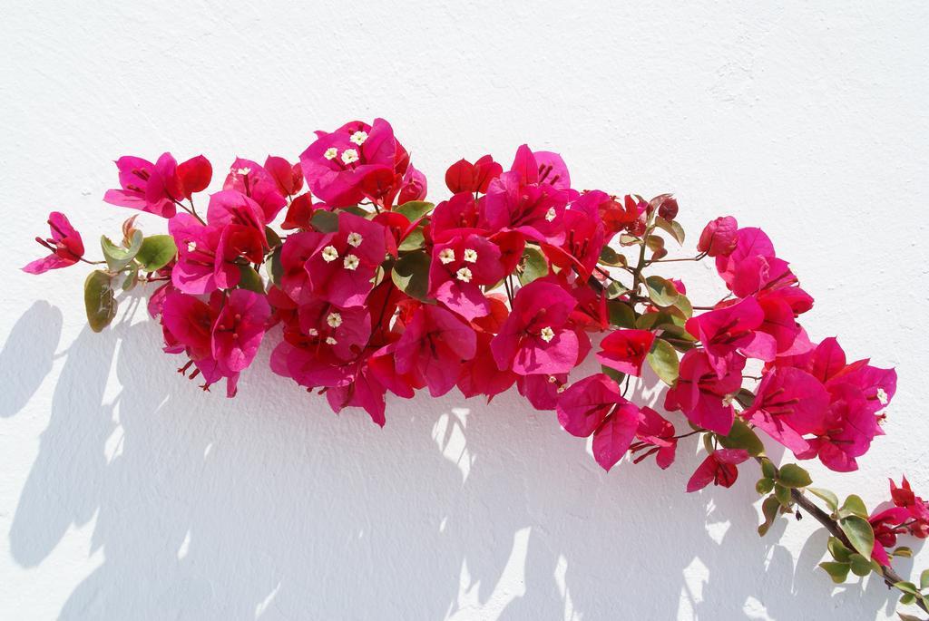 Aethrio Sunset Village - Oia Exterior foto